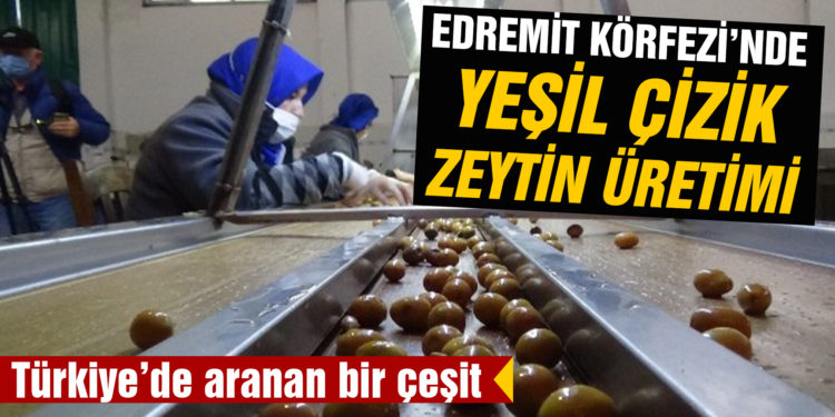Edremit körfezinde yeşil çizik zeytin üretimi başladı