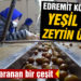 Edremit körfezinde yeşil çizik zeytin üretimi başladı