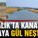 Ayvalık’ta kanayan yaraya “Gür” neşteri
