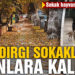Sındırgı sokakları sokak hayvanlarına kaldı
