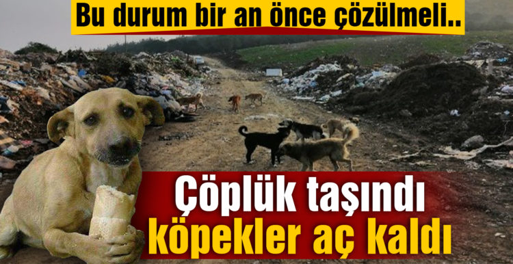 Erdek’te çöplük taşındı, köpekler aç kaldı