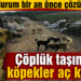 Erdek’te çöplük taşındı, köpekler aç kaldı