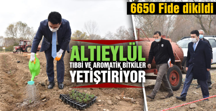 ALTIEYLÜL TIBBİ VE AROMATİK BİTKİLER YETİŞTİRİYOR