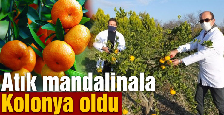 Atık mandalinalar kolonya oldu