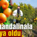Atık mandalinalar kolonya oldu