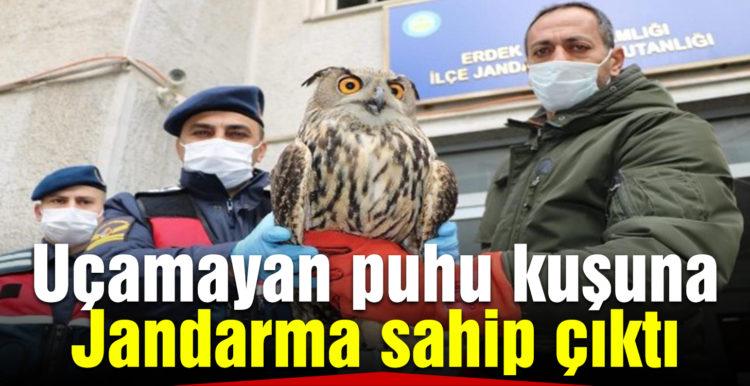 Uçamayan puhu kuşuna jandarma sahip çıktı
