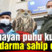 Uçamayan puhu kuşuna jandarma sahip çıktı