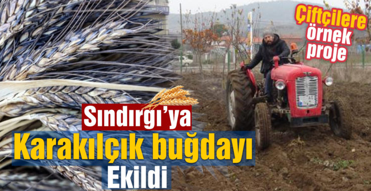 Sındırgı’ya karakılçık buğdayı ekildi