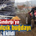 Sındırgı’ya karakılçık buğdayı ekildi