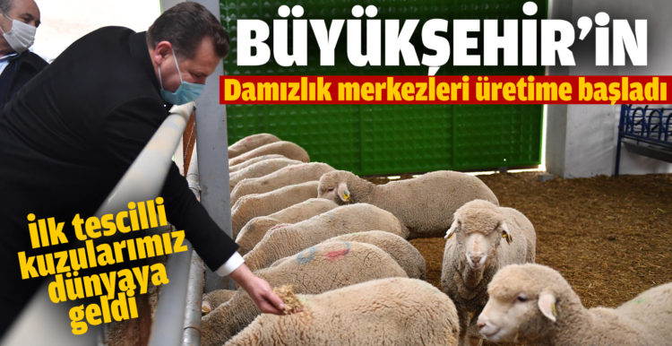 İlk tescilli kuzularımız dünyaya geldi