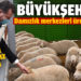 İlk tescilli kuzularımız dünyaya geldi
