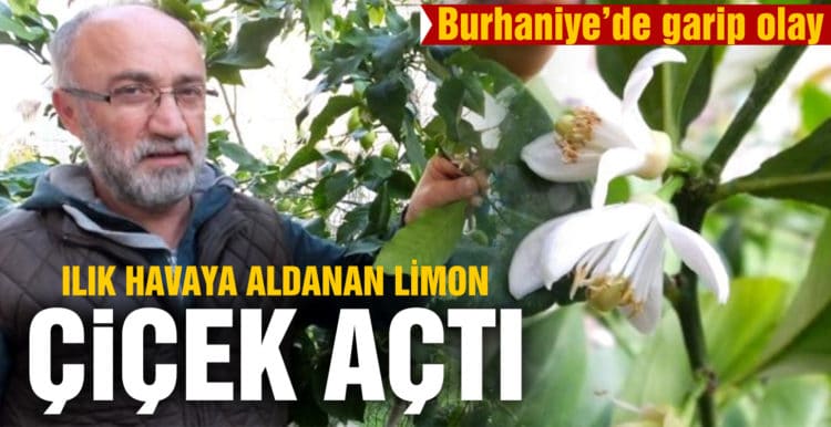 Ilık havaya aldanan limon ağaçları çiçek açtı