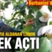 Ilık havaya aldanan limon ağaçları çiçek açtı