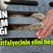 Yağmur suyu mazgalına sıkışan yavru kedi kurtarıldı