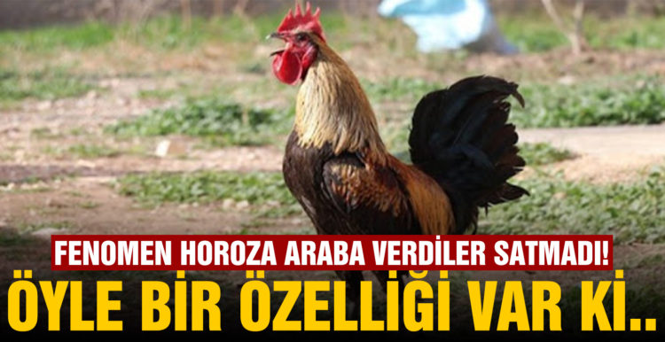 Öterken bayılan Denizli horozu için otomobil teklif edildi