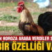 Öterken bayılan Denizli horozu için otomobil teklif edildi