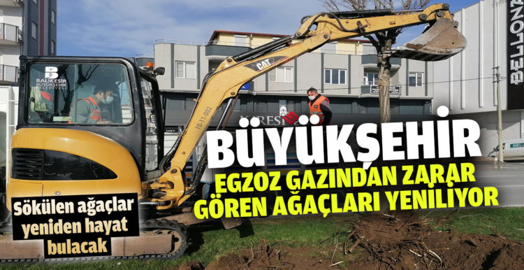 Egzoz gazından zarar gören ağaçlar yenileniyor