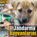Jandarma sokak hayvanlarını besledi