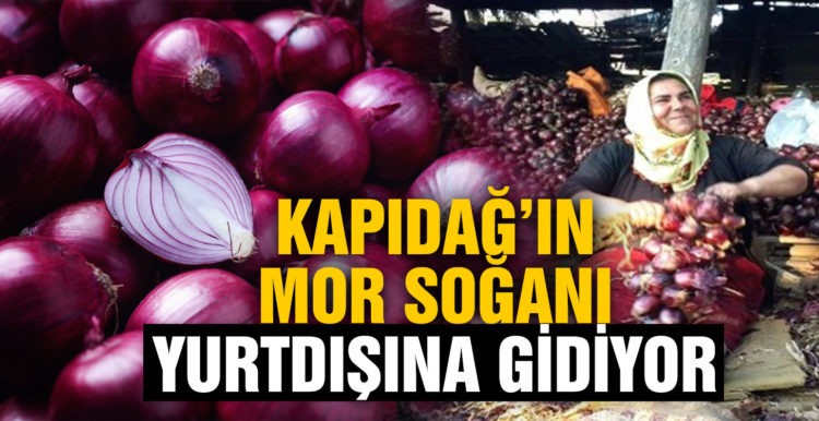 Kapıdağ Mor Soğanı yurt dışına ihraç edilecek