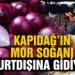 Kapıdağ Mor Soğanı yurt dışına ihraç edilecek