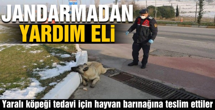 Jandarmadan yaralı köpeğe yardım eli