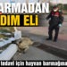 Jandarmadan yaralı köpeğe yardım eli