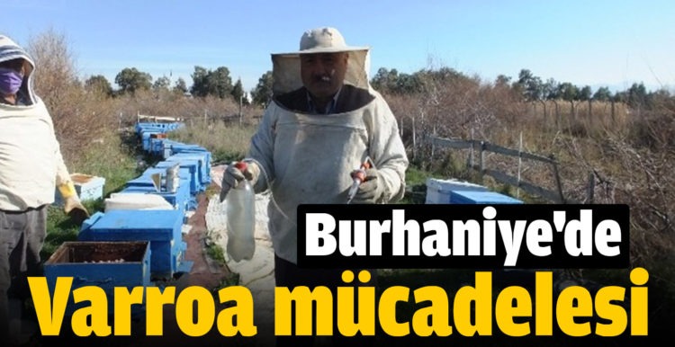 Burhaniye’de arı kovanlarında varroa mücadelesi başlatıldı