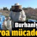 Burhaniye’de arı kovanlarında varroa mücadelesi başlatıldı