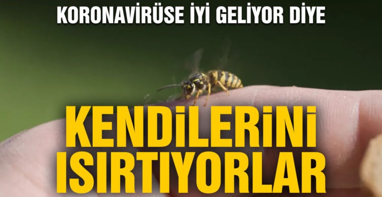 Koronaya iyi geliyor diyerek bal arılarına kendilerini ısırtıyorlar