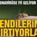 Koronaya iyi geliyor diyerek bal arılarına kendilerini ısırtıyorlar