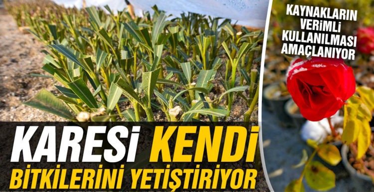 Karesi Belediyesi kendi bitkilerini yetiştiriyor