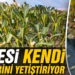 Karesi Belediyesi kendi bitkilerini yetiştiriyor