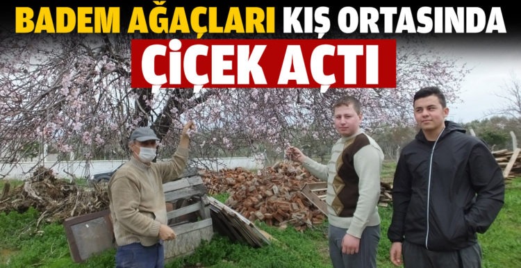 Balıkesir’de badem ağaçları kış ortasında çiçek açtı