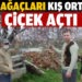 Balıkesir’de badem ağaçları kış ortasında çiçek açtı