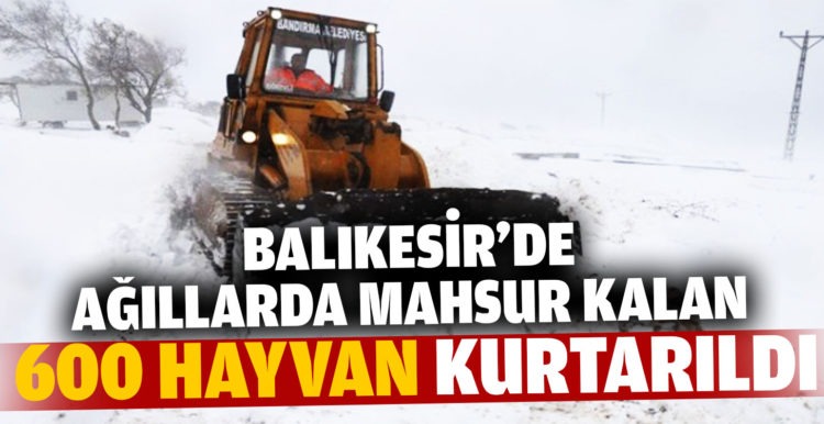 Balıkesir’de ağıllarda mahsur kalan 600 hayvan kurtarıldı