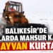 Balıkesir’de ağıllarda mahsur kalan 600 hayvan kurtarıldı
