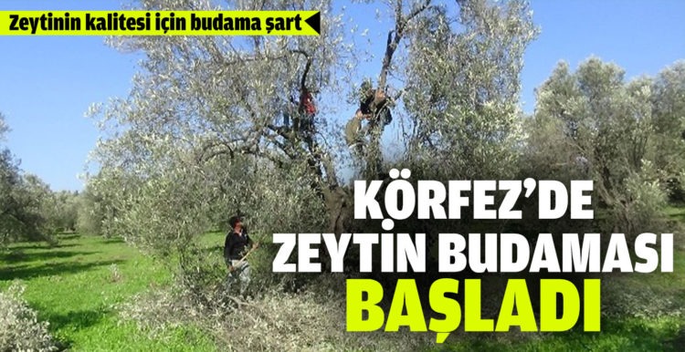 Zeytinin kalitesi için budama şart