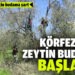 Zeytinin kalitesi için budama şart
