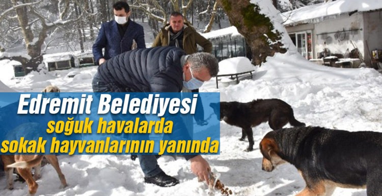 Edremit Belediyesi soğuk havalarda sokak hayvanlarının yanında
