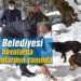 Edremit Belediyesi soğuk havalarda sokak hayvanlarının yanında