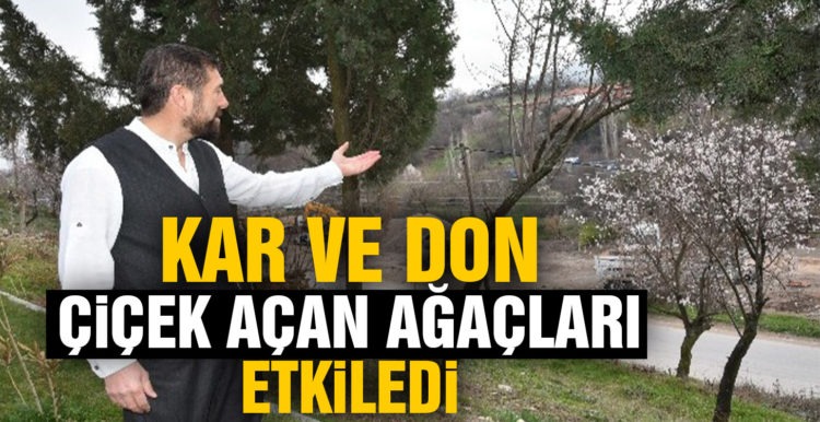 Kar ve don çiçek açan ağaçları etkiledi