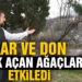 Kar ve don çiçek açan ağaçları etkiledi