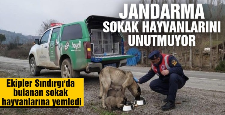 Jandarmadan sokak hayvanlarına yem