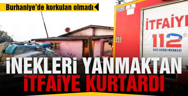 İnekleri yanmaktan itfaiye kurtardı