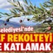 Ayvalık Belediyesi zeytinliklerinde rekolteyi ikiye katlamayı hedefliyor