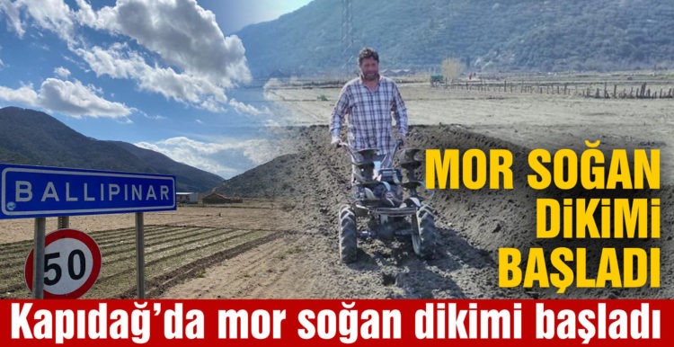 Kapıdağ’da mor soğan dikimi başladı