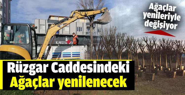 Rüzgar Caddesindeki ağaçlar yenilenecek