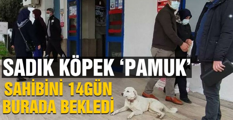Sahibini 14 gün hastane kapısında bekledi