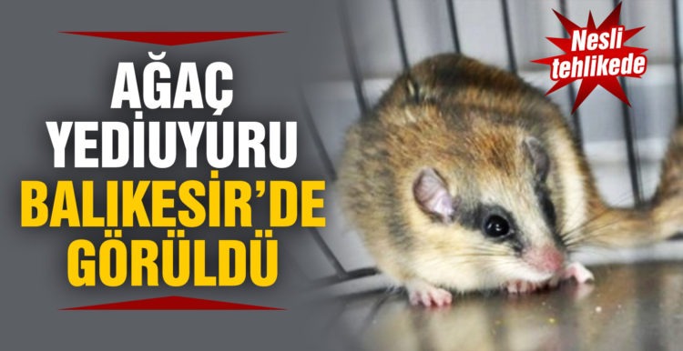 Nesli tehlikede olan Ağaç Yediuyuru Balıkesir’de görüldü