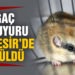 Nesli tehlikede olan Ağaç Yediuyuru Balıkesir’de görüldü